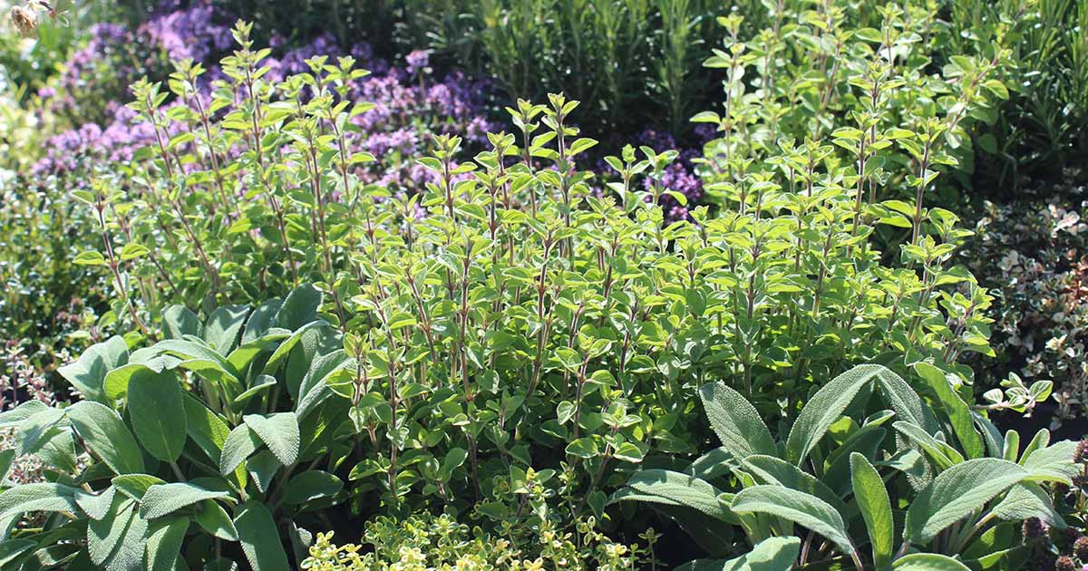 Spring Care Tips For Your Herb Garden - Improve My Home 24