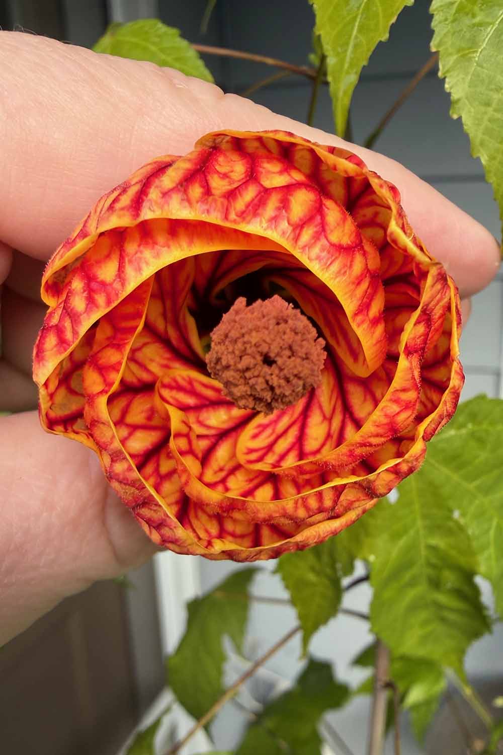 A close up vertical image of a hand from the left of the frame holding a colorful flowering maple bloom.