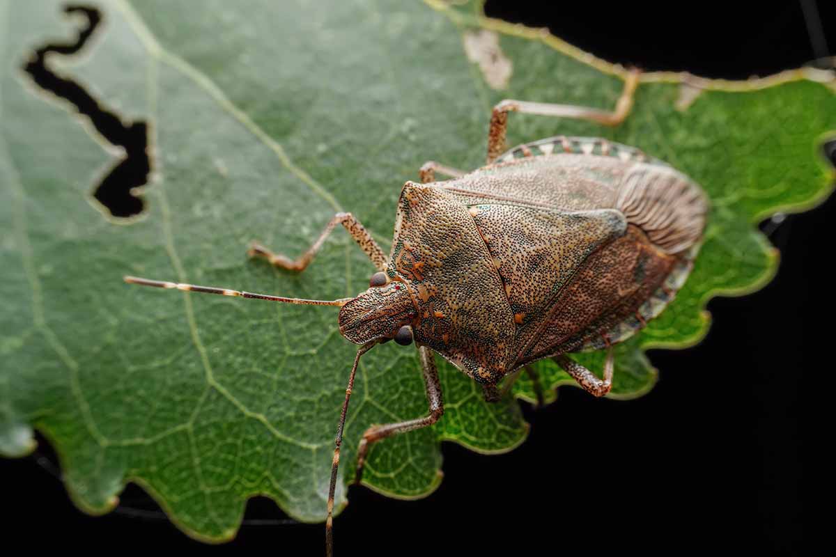 A close up horizontal image of a stink bug on the surface of a leaf pictured on a dark background.