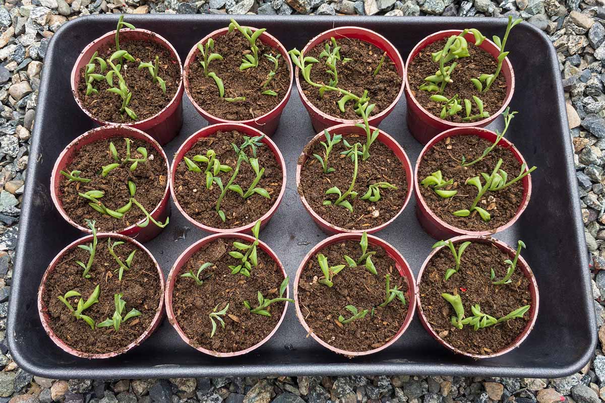 A close up horizontal image of small pots with succulent cuttings in soil.