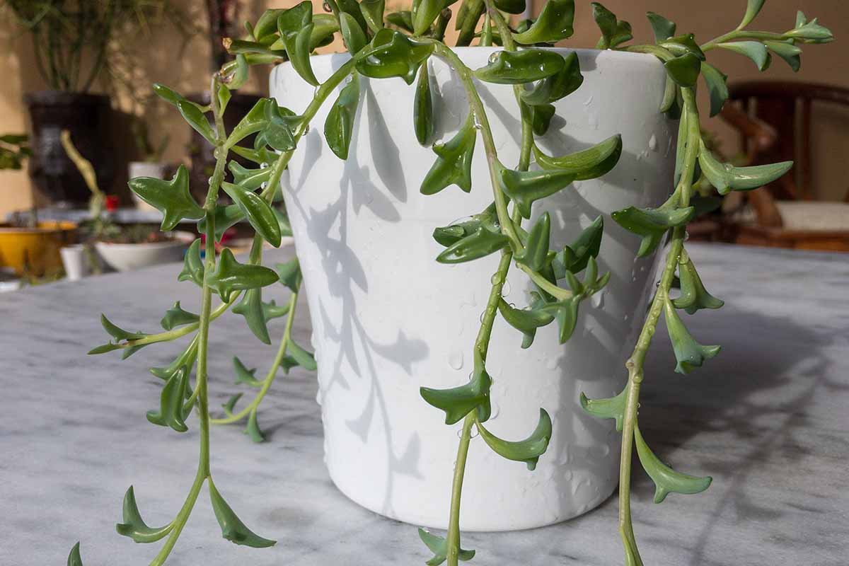 A horizontal image of a succulent string of dolphins cascading over the side of a white pot set on a table indoors.