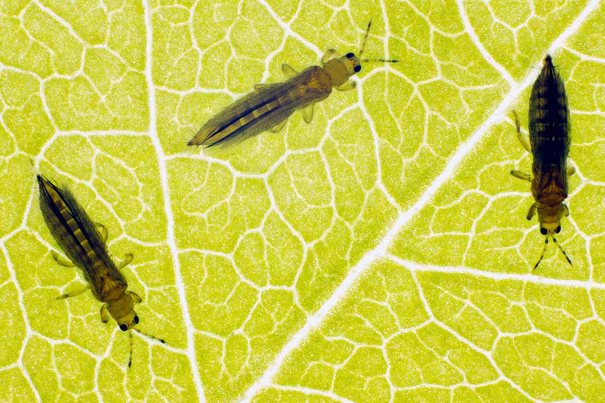 A close up horizontal image of thrips in high magnification.