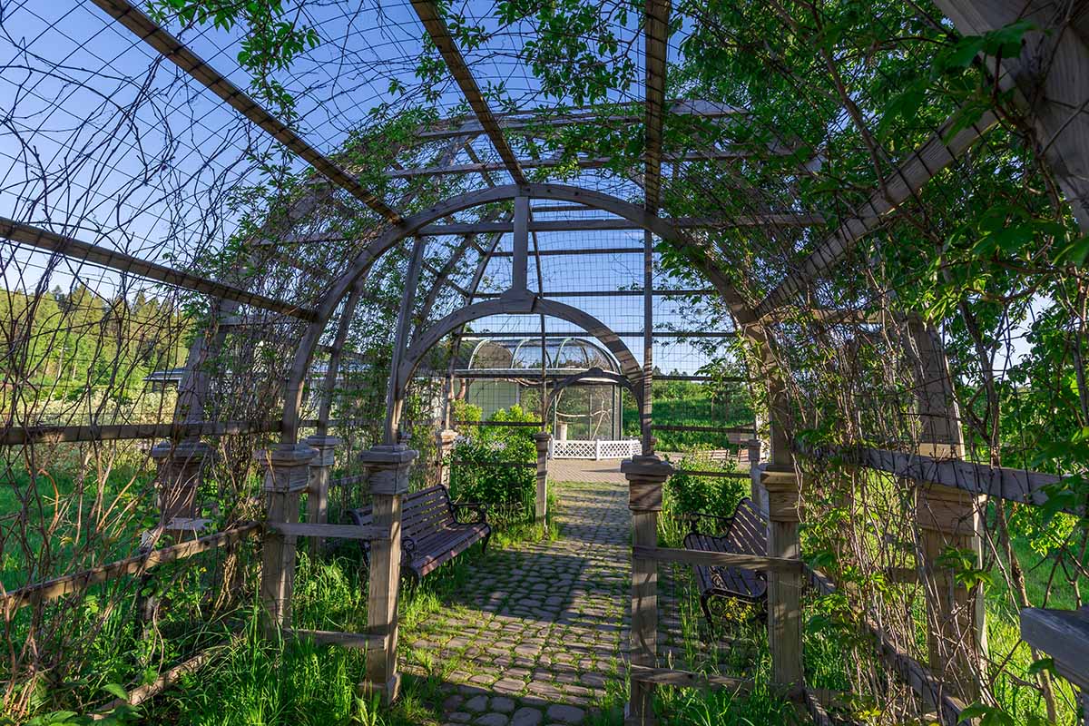 A close up horizontal image of climbing plants covering an arbor in the garden.