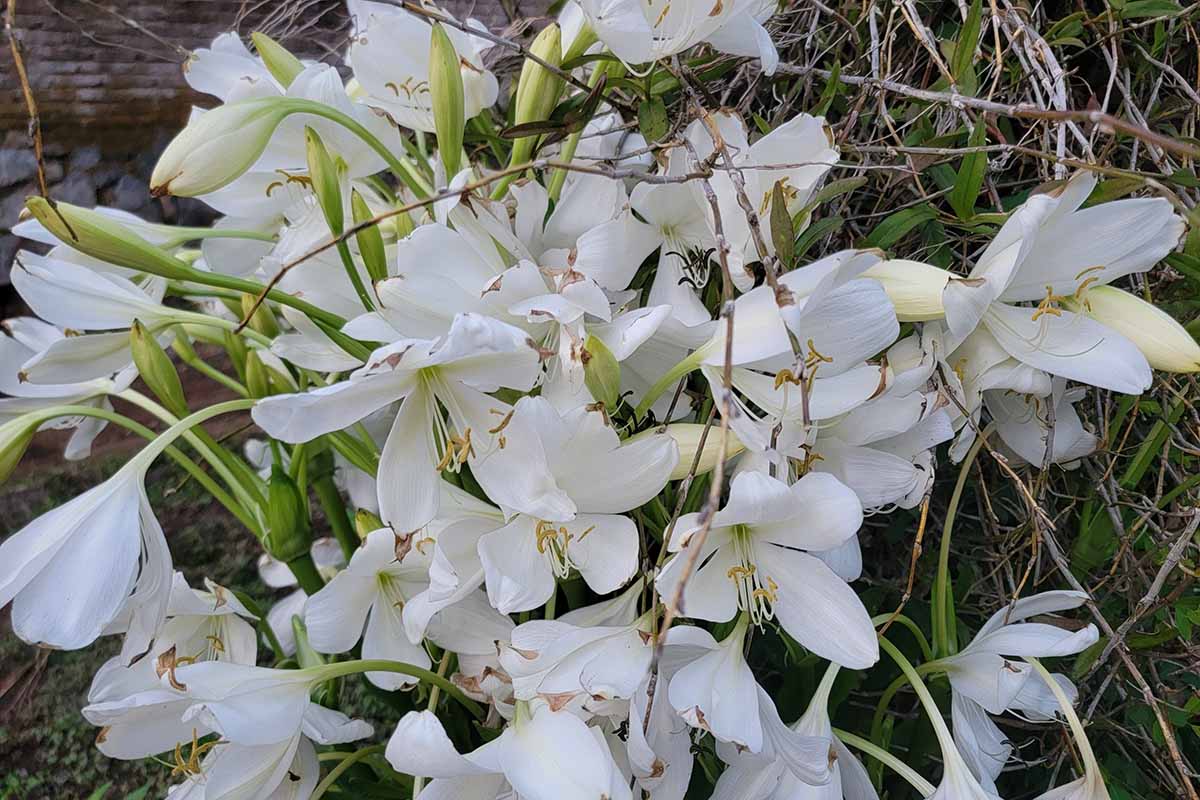 A close up horizontal image of white crinum lilies growing in the garden.
