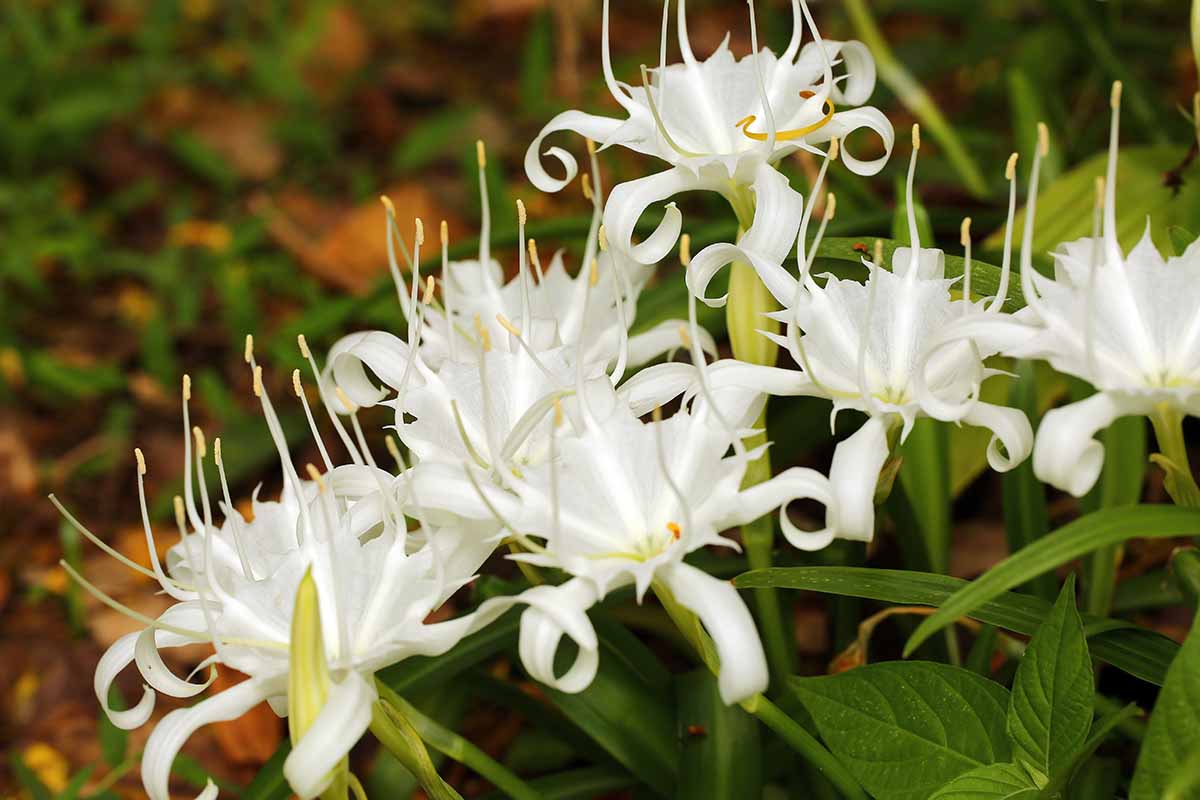 A close up horizontal image of white spider lilies growing in the garden pictured on a soft focus background.