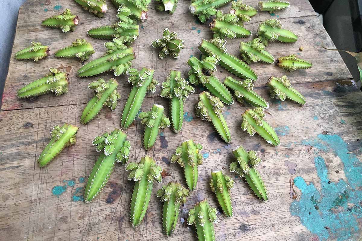 A close up horizontal image of cuttings taken from a fairy castle cactus (Acanthocereus tetragonus) set on a wooden surface indoors.