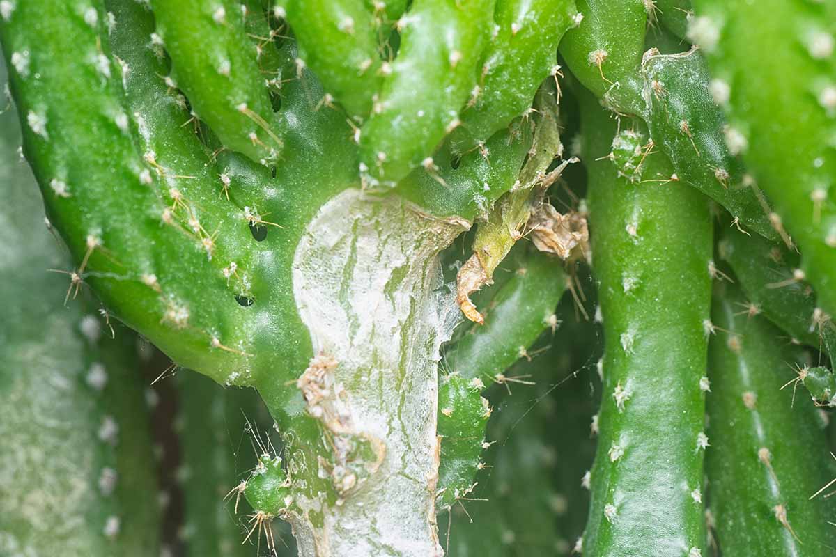 A close up horizontal image of a cactus damaged by pests.