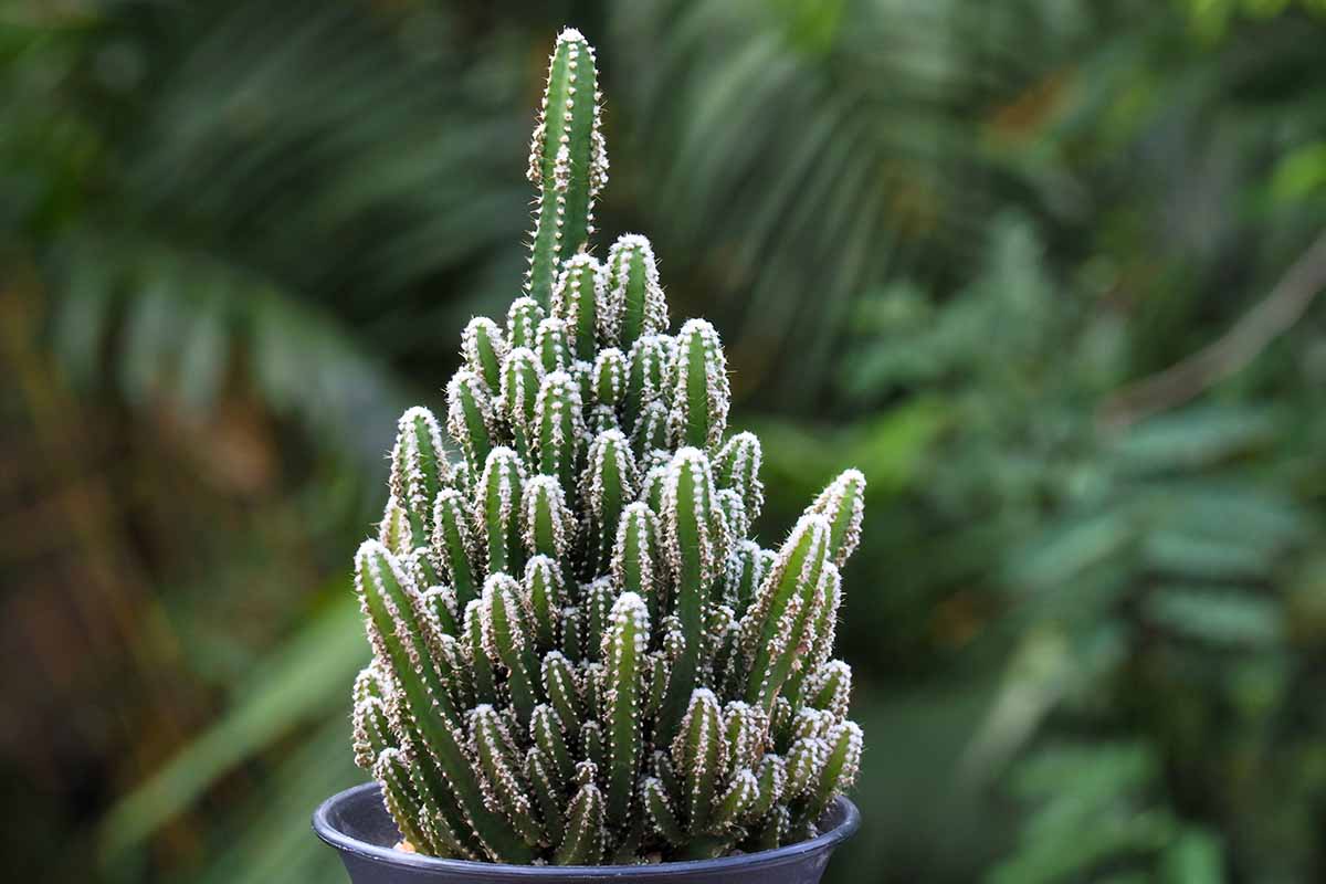 A close up horizontal image of a fairy castle cactus growing in a pot pictured on a green soft focus background.