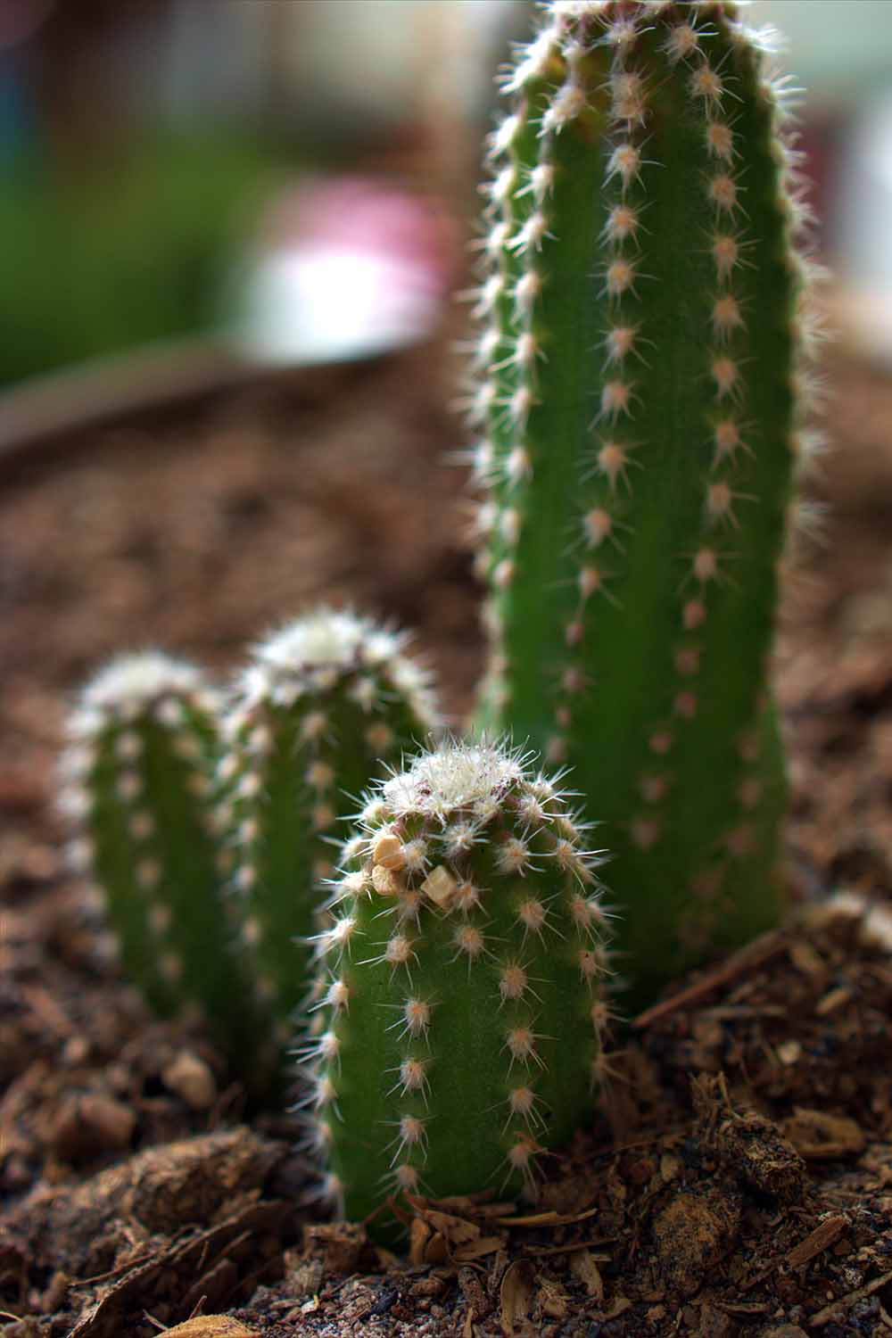 A close up vertical image of Acanthocereus tetragonus 'Fairy Castle' growing in a pot indoors.