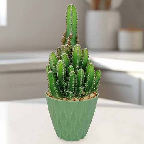 A square image of a fairy castle cactus growing in a small pot indoors.