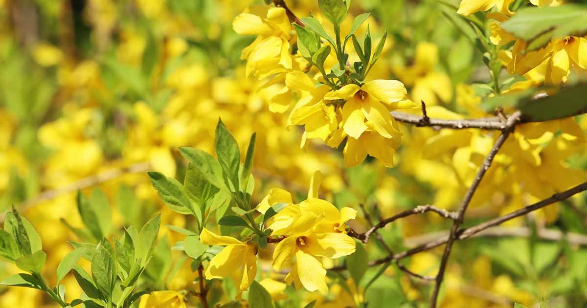 7 Common Reasons Why Forsythia Fails to Bloom