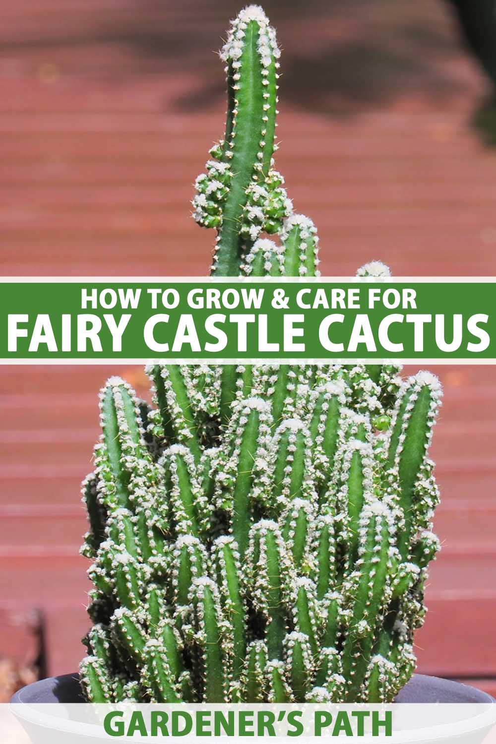 A close up vertical image of a fairy castle cactus (Acanthocereus tetragonus ‘Fairy Castle’) growing in a large pot pictured in bright sunshine. To the center and bottom of the frame is green and white printed text.