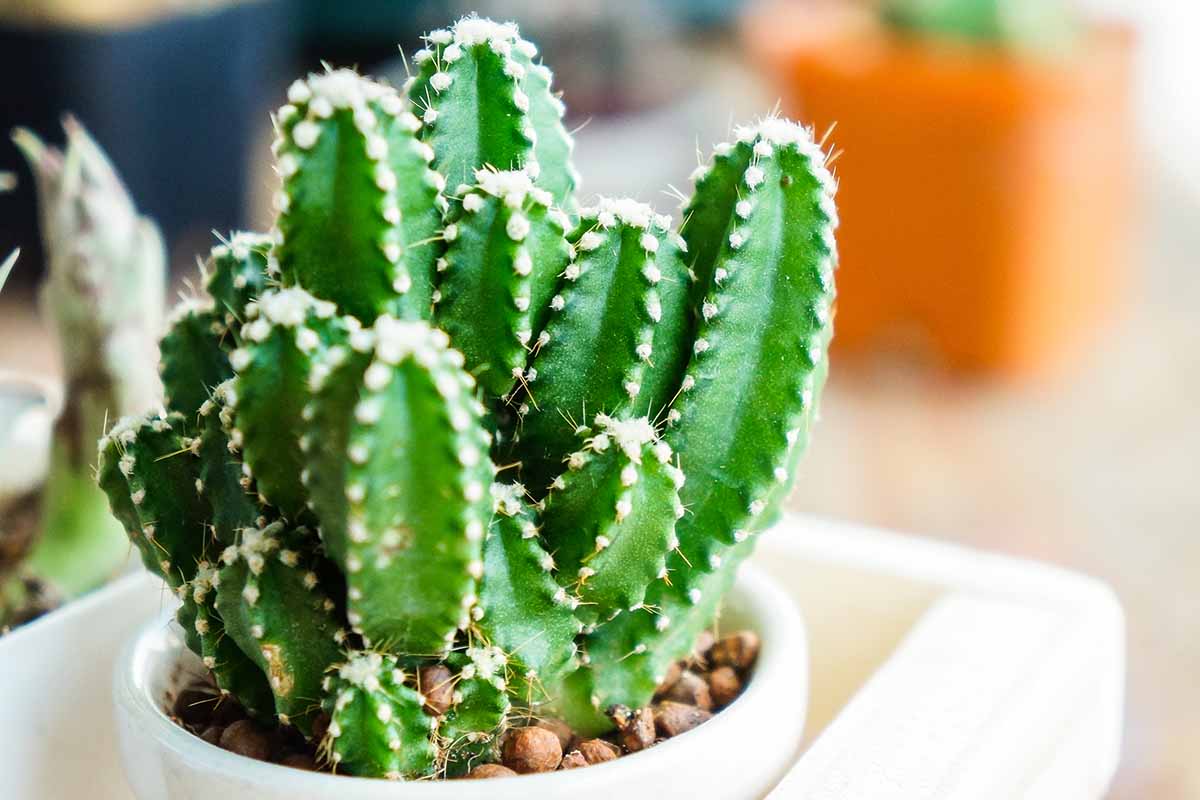 A close up horizontal image of a fairy castle cactus growing in a small pot indoors.
