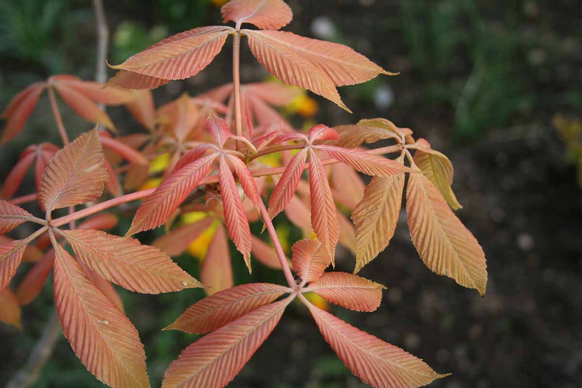 A close up of the bright orange foliage of Aesculus neglecta, pictured on a soft focus background.