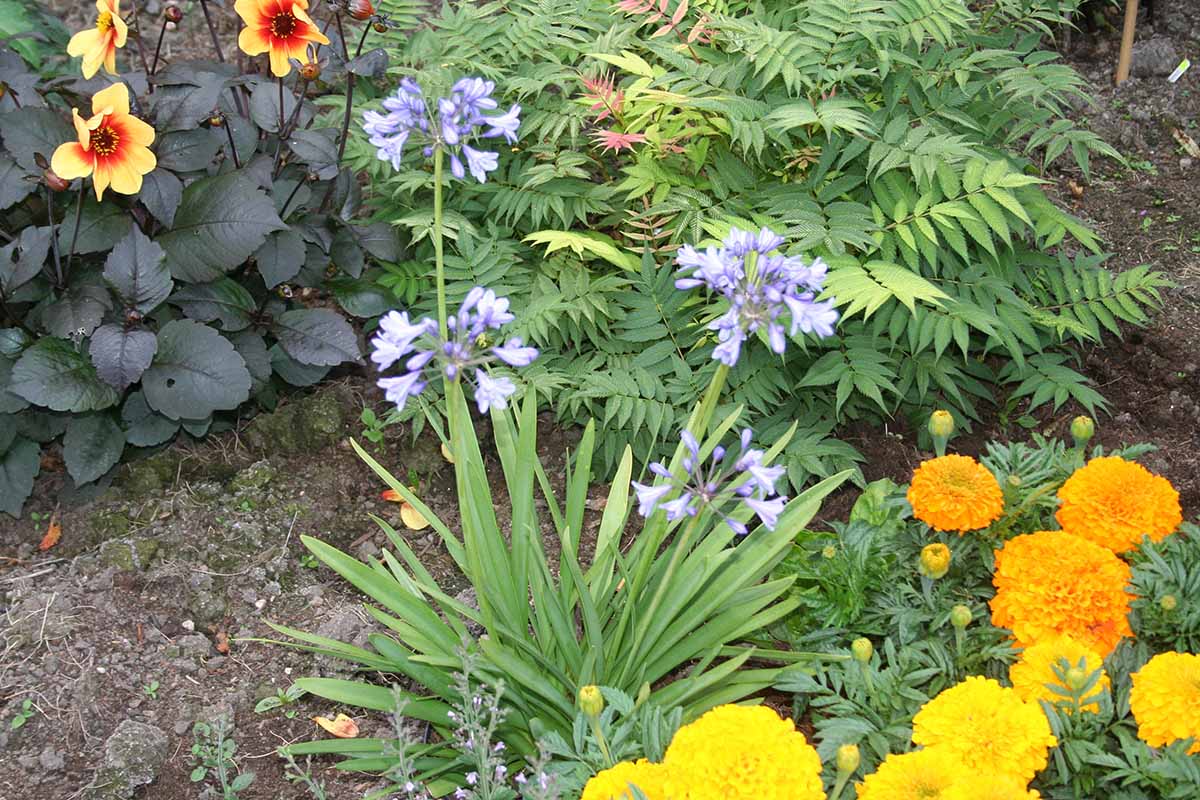 A garden scene with Agapanthus 'Lilliput' and its delicate lilac flowers growing among other flowers and ornamental shrubs.