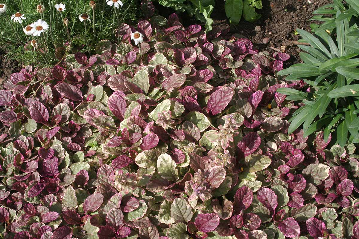 A close up of the variegated foliage of bugleweed growing in the garden.