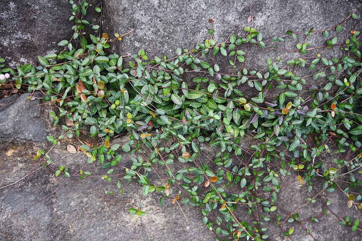 Asiatic jasmine growing as a ground cover over a paved surface showing dark green and variegated leaves in light sunshine.