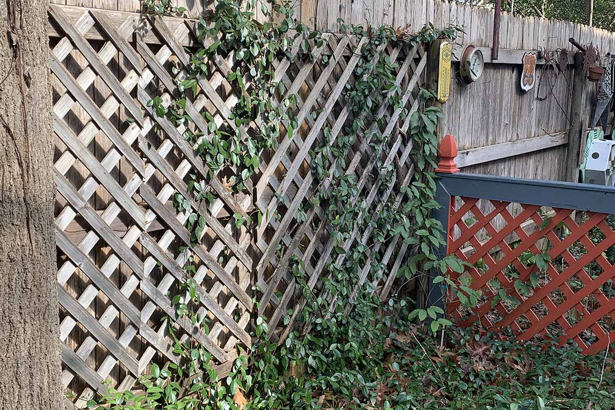 Asiatic jasmine plant with dark green leaves shown growing up a trellis on a wooden fence with garden implements and fencing in the background.