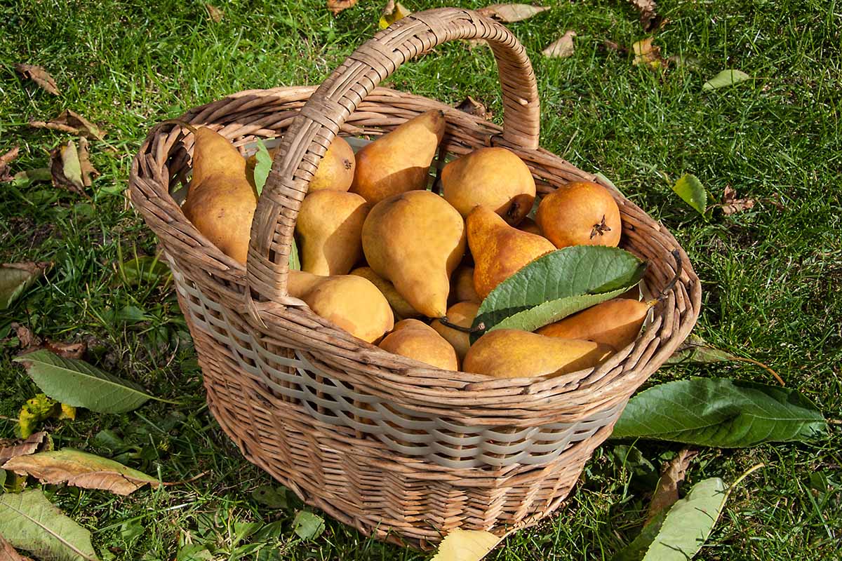 A close up horizontal image of a wicker basket filled with freshly harvested pears set on the lawn surrounded by autumn leaves, pictured in light sunshine.