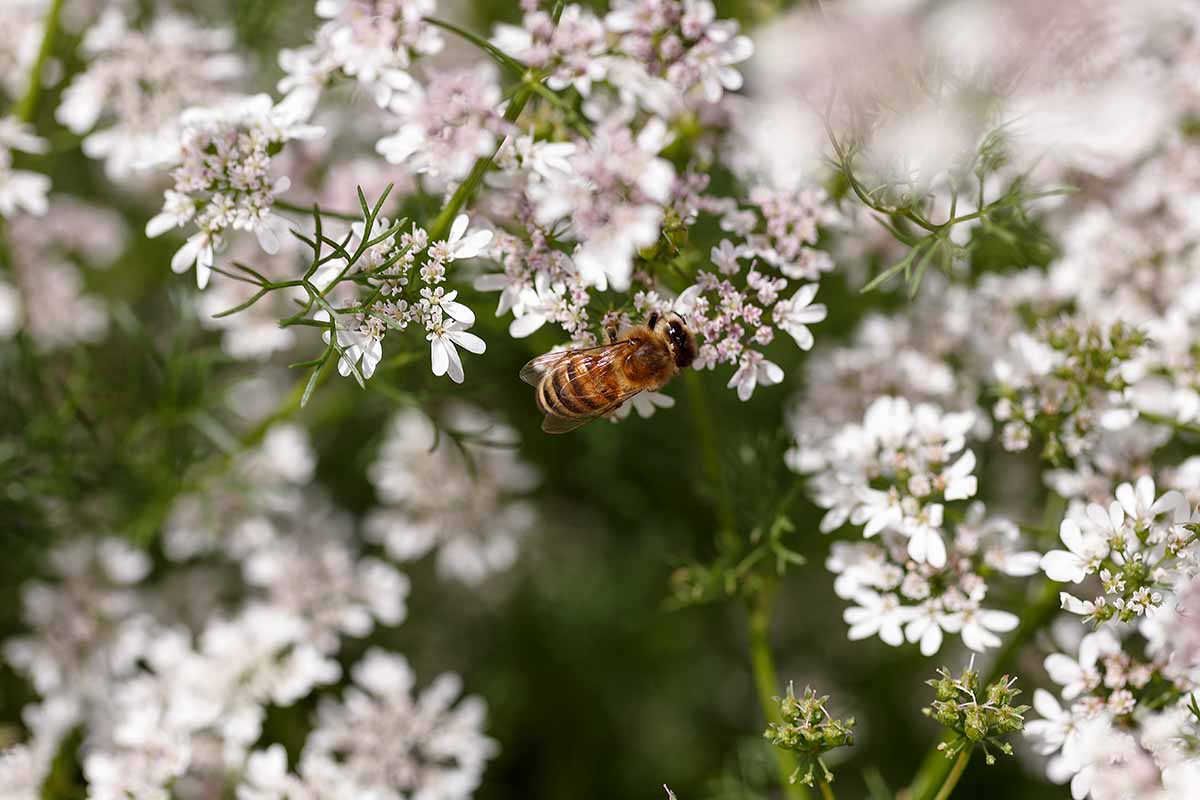 A close up horizontal image of a bee feeding from cilantro flowers in the garden.