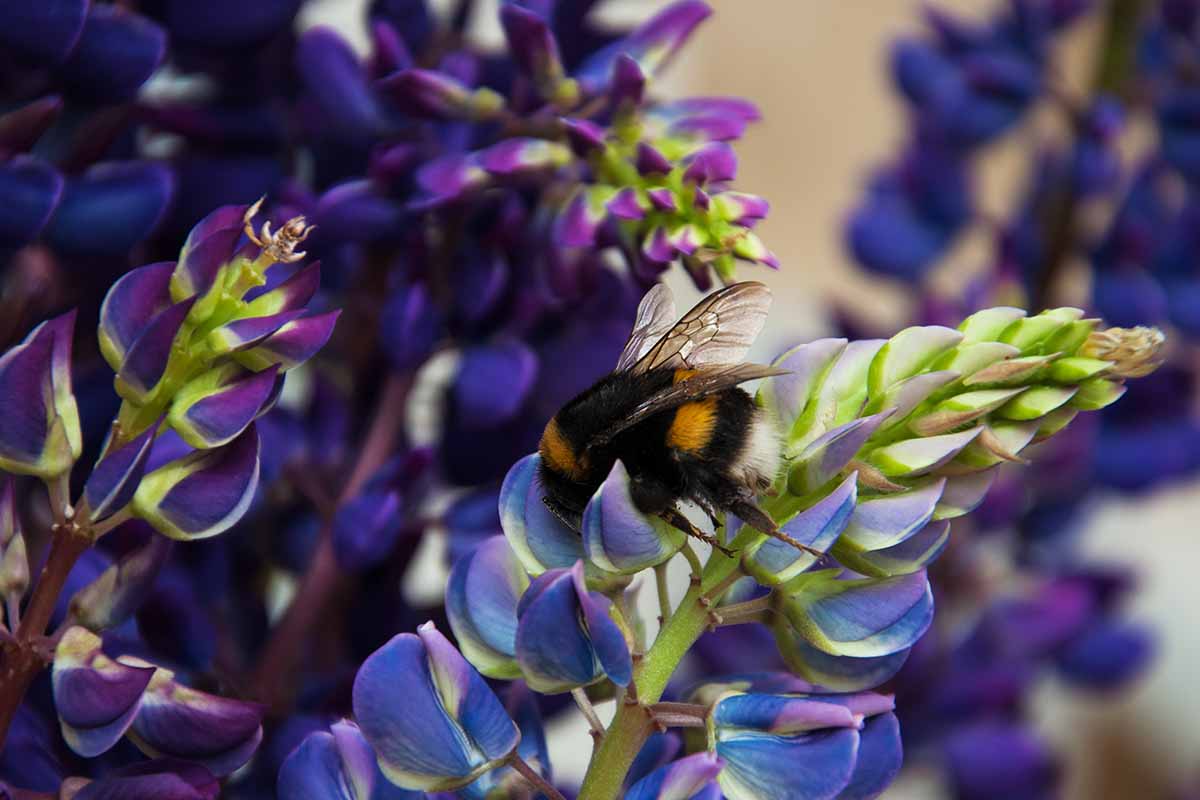A close up horizontal image of a bee feeding from purple lupine flowers pictured on a soft focus background.
