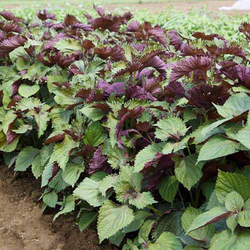 A close up square image of bicolor perilla growing in the garden.