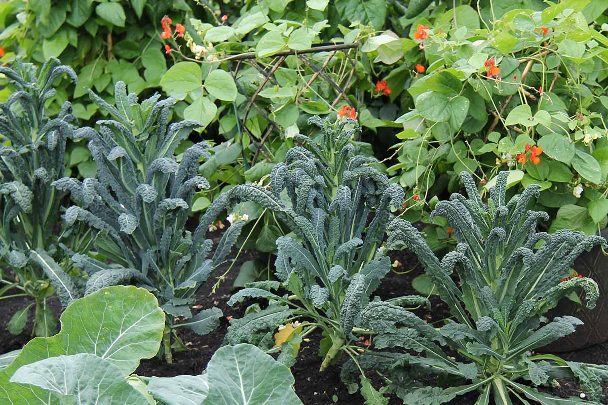 A close up horizontal image of dinosaur kale growing with runner beans in a vegetable garden.