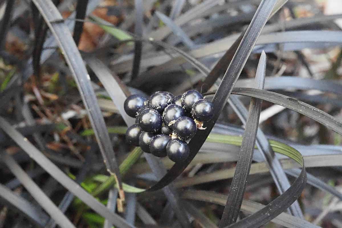 A close up horizontal image of the berries of black mondo grass pictured on a soft focus background.