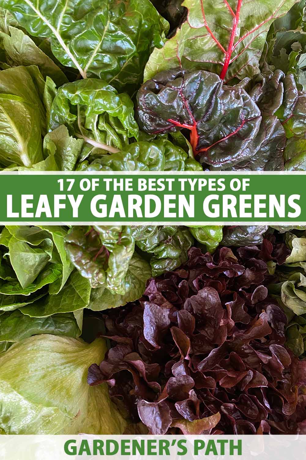 A close up vertical image of a variety of different types of leafy greens freshly harvested from the garden. To the center and bottom of the frame is green and white printed text.