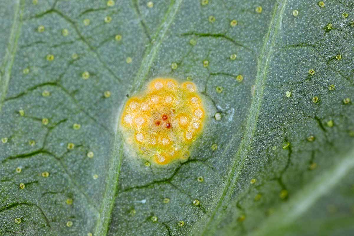 A close up horizontal image of the symptoms of currant rust on a leaf.