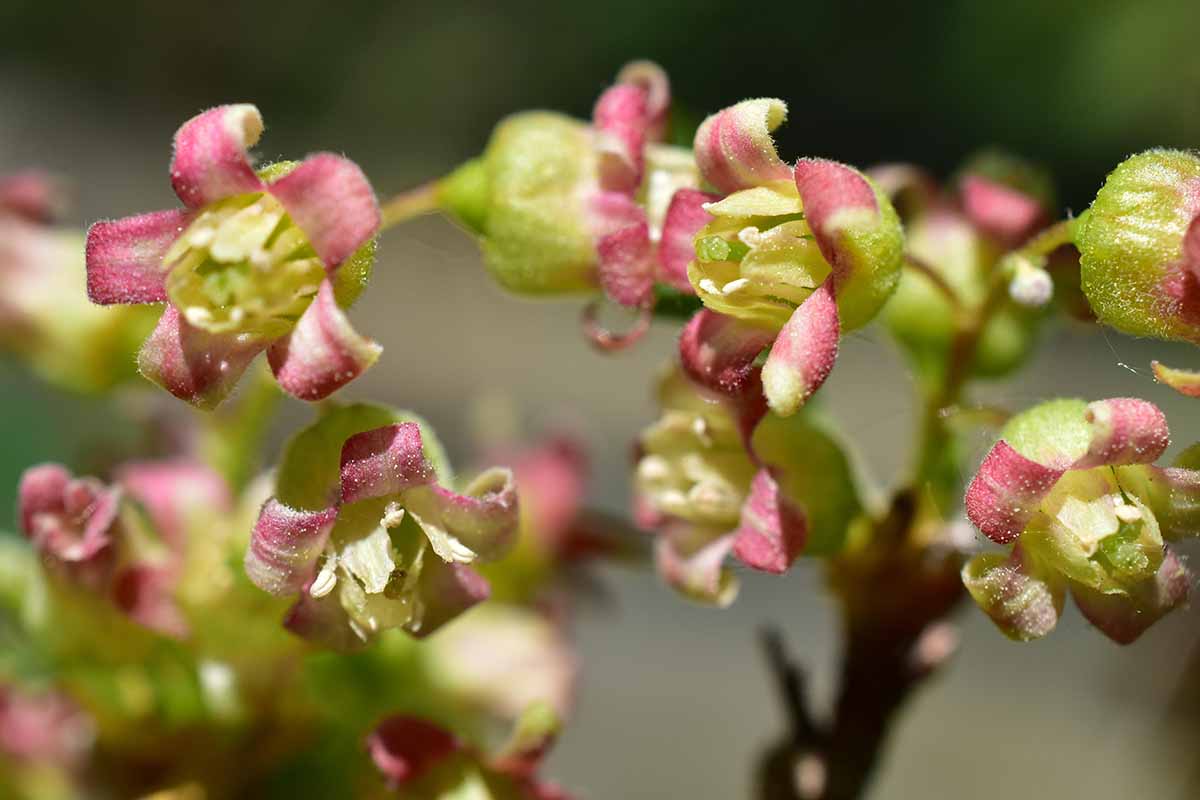 A close up horizontal image of the flowers of Ribes nigrum growing in the garden pictured on a soft focus background.