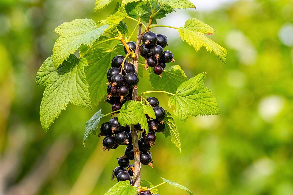 A close up horizontal image of ripe black currants growing in the garden pictured on a soft focus background.