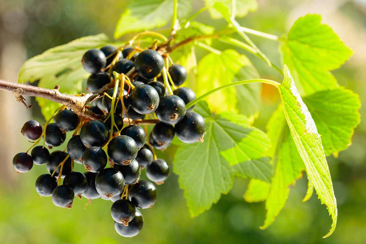 A close up horizontal image of a cluster of ripe black currants ready for harvest pictured in light sunshine on a soft focus background.