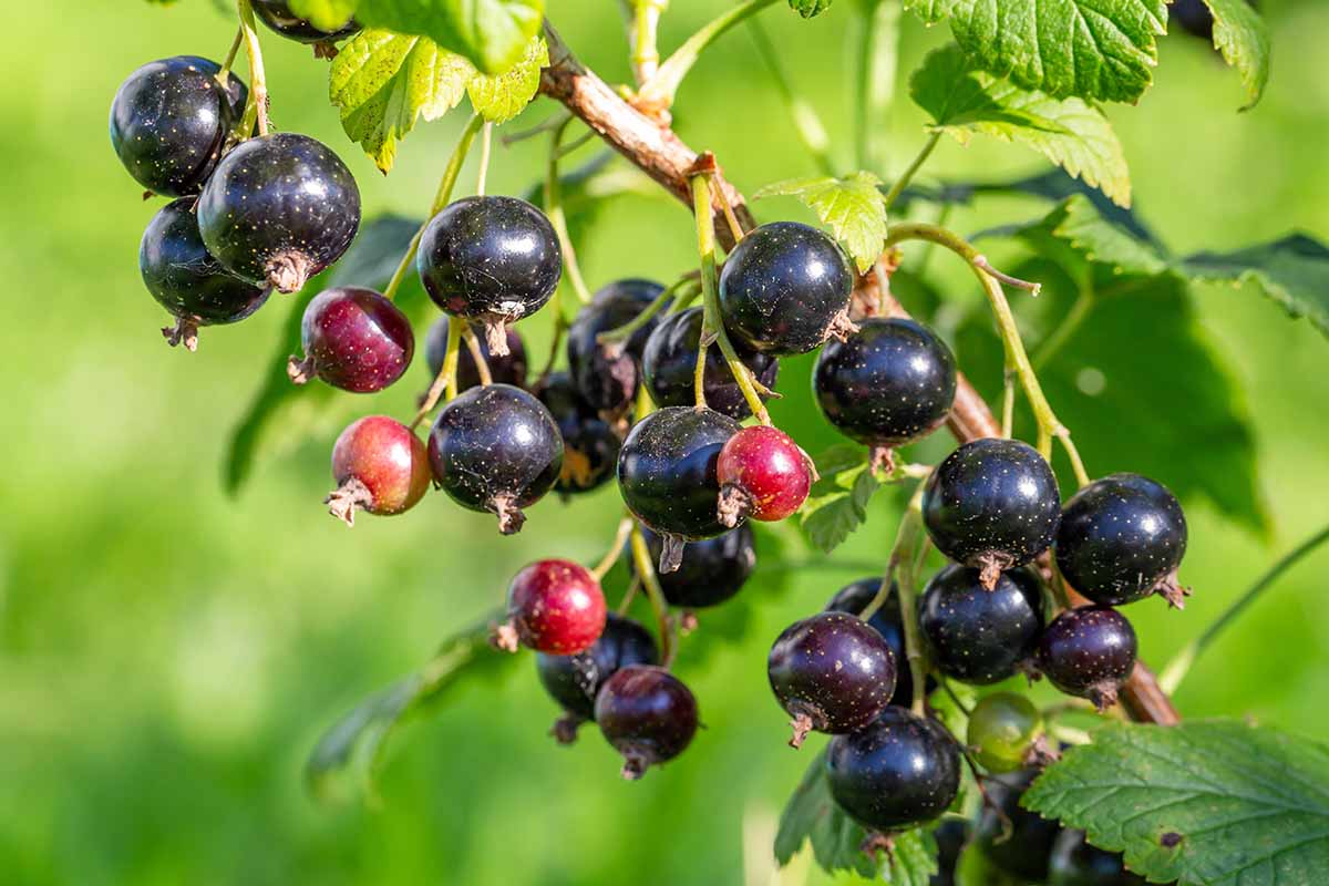 A close up horizontal image of black currant berries ripening on the shrub.