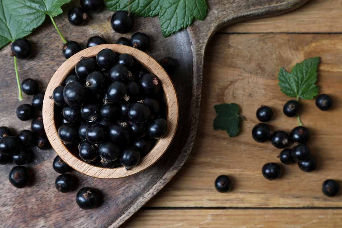 A close up horizontal image of a small bowl filled with freshly harvested black currants set on a wooden surface.