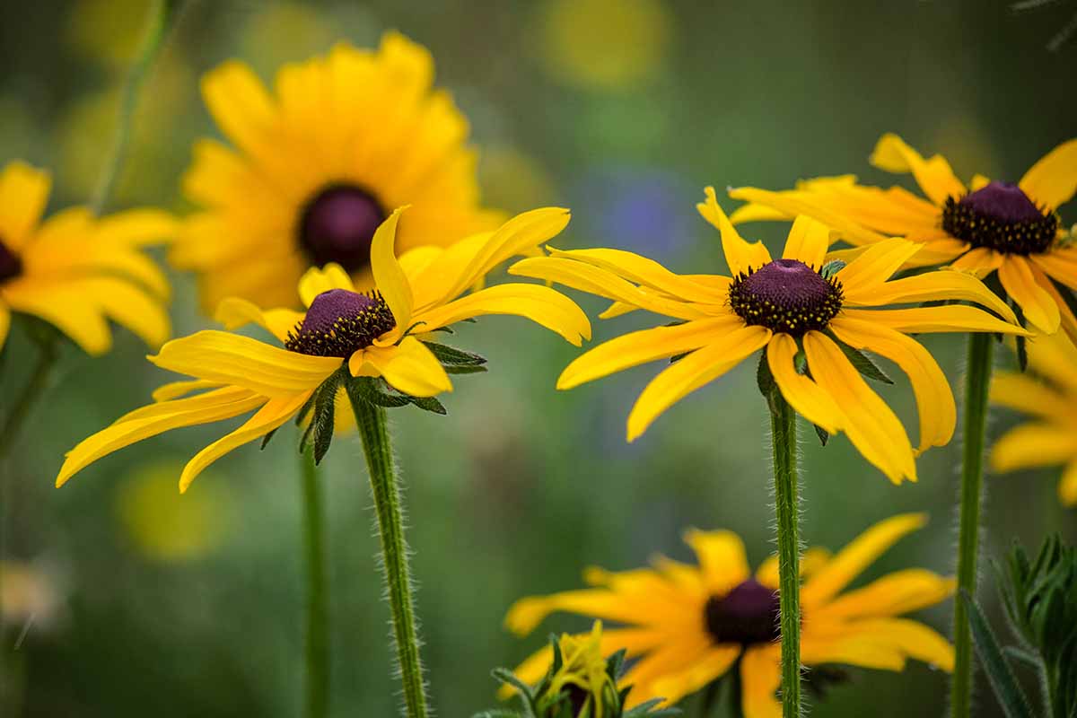 A close up horizontal image of black-eyed Susans growing in the garden pictured on a soft focus background.