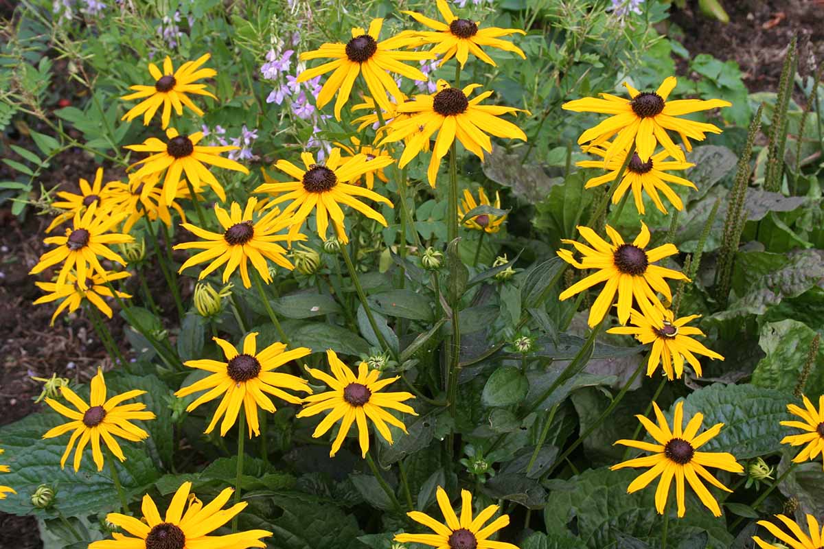 A close up of the bright yellow flowers of Rudbeckia fulgida 'Goldsturm,' growing in the garden, surrounded by green foliage.