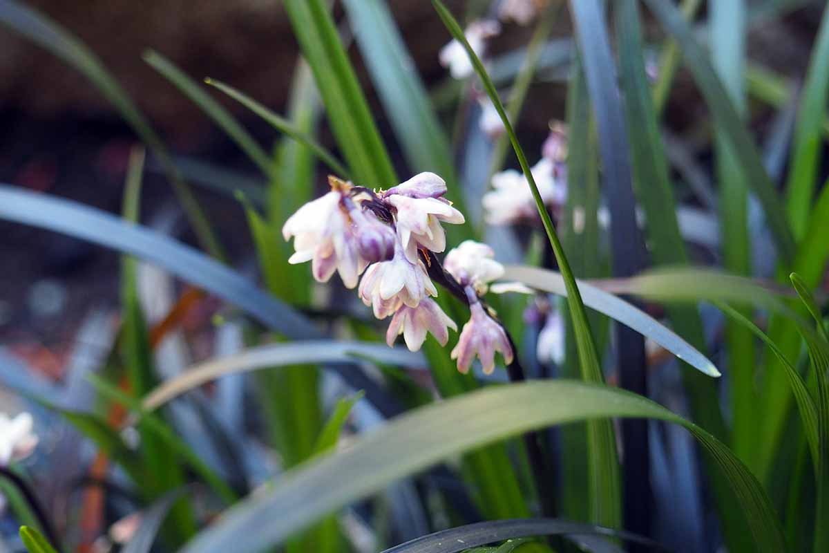 A close up horizontal image of the delicate pinky-purple flowers of black mondo grass growing in the garden.