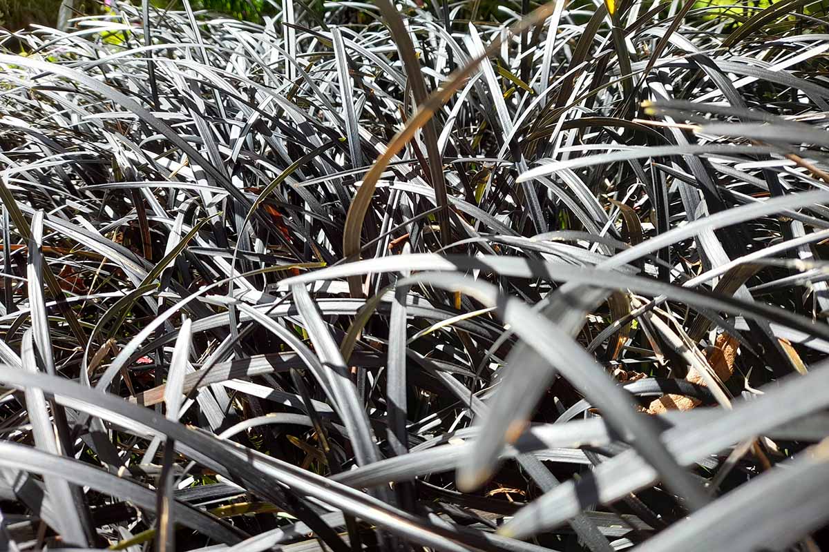 A close up horizontal image of black mondo grass growing in the garden pictured in bright sunshine.