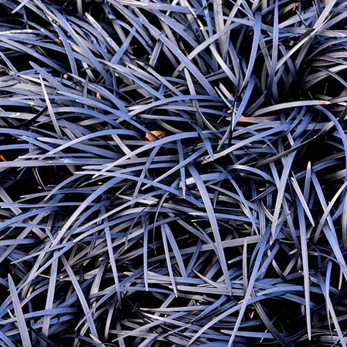 A close up square image of the foliage of black mondo grass growing in the garden.