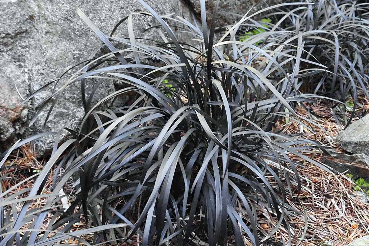A horizontal image of black mondo grass growing in a rock garden surrounded by mulch.