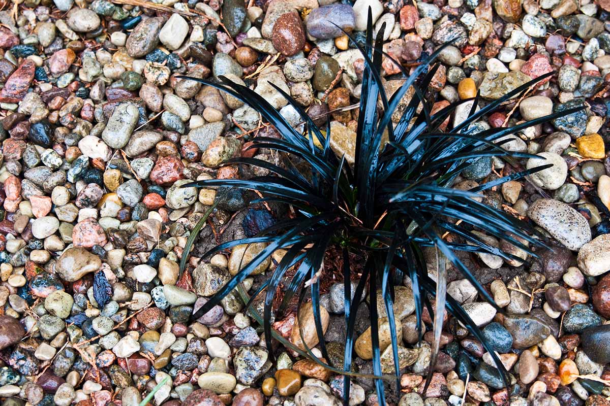 A close up top down image of a clump of black mondo grass growing in gravel.