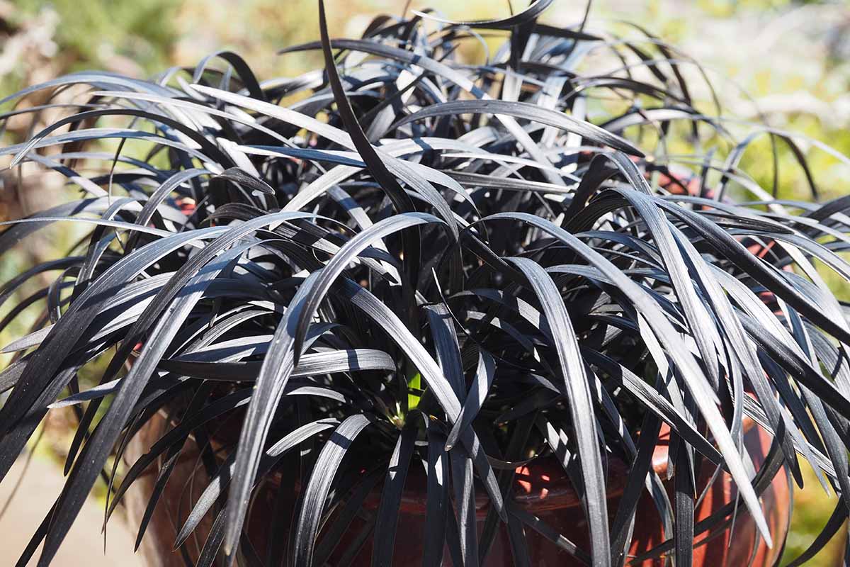 A close up horizontal image of black mondo grass growing in a ceramic pot pictured in bright sunshine.