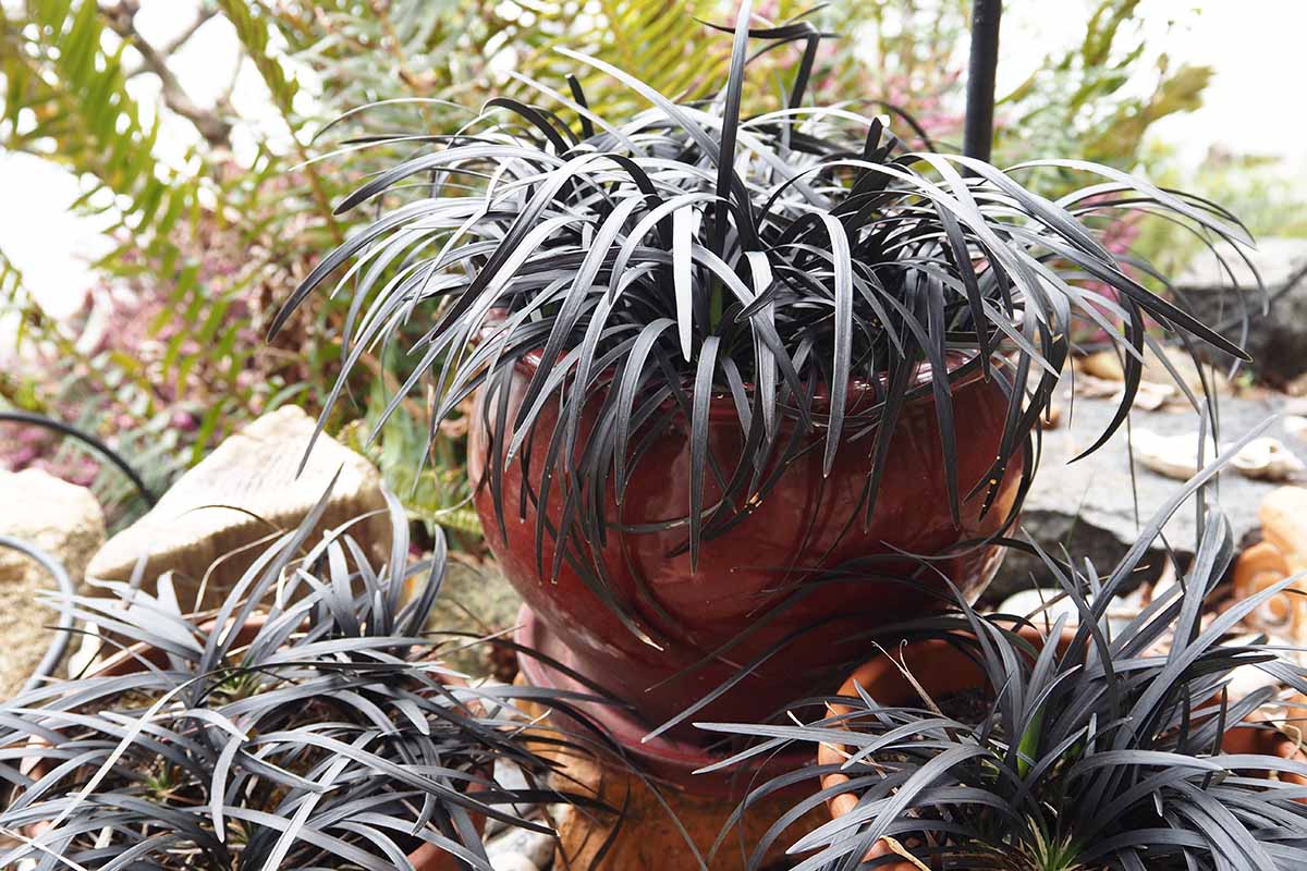 A close up horizontal image of black mondo grass growing in ceramic pots outdoors.