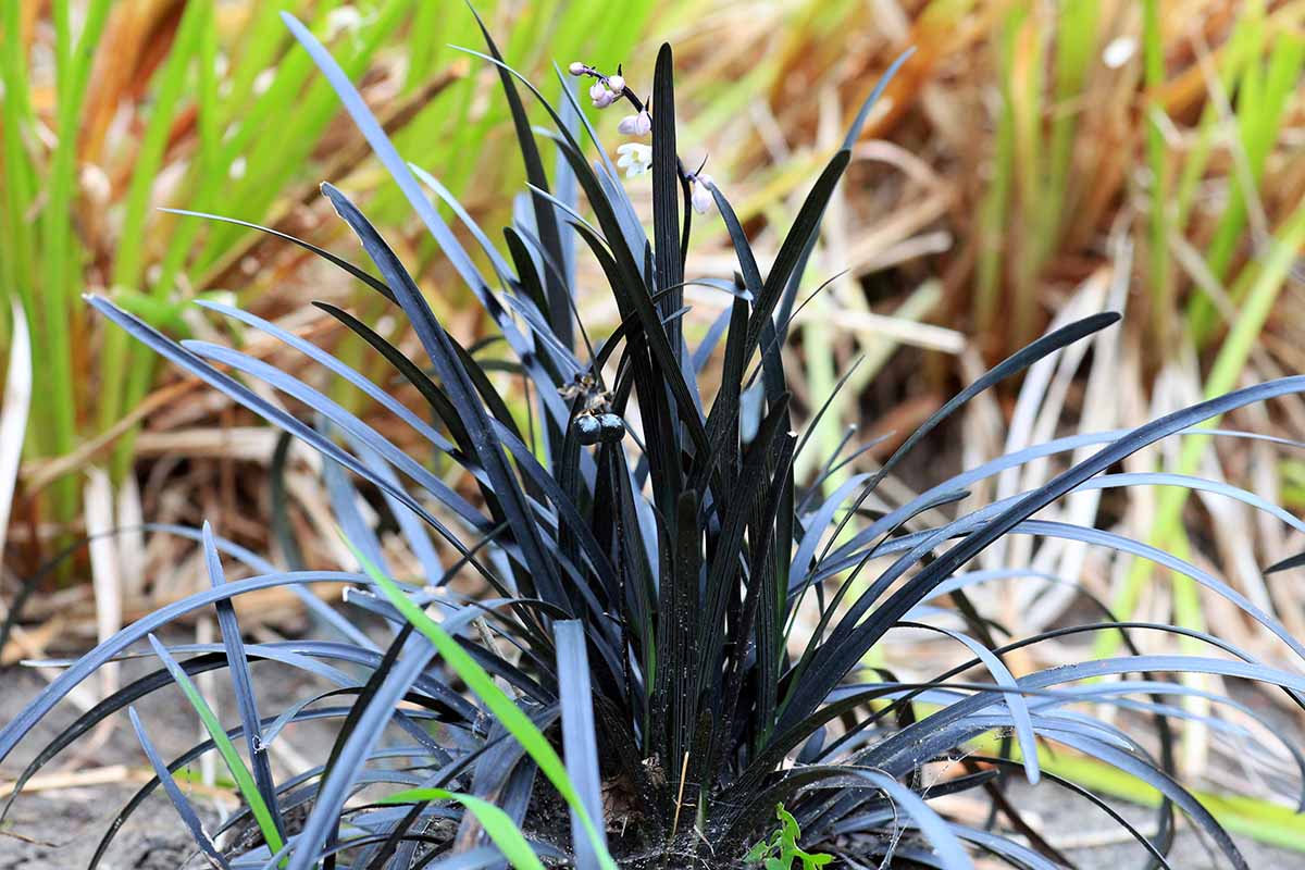 A close up horizontal image of Ophiopogon planiscapus growing in the garden pictured on a soft focus background.