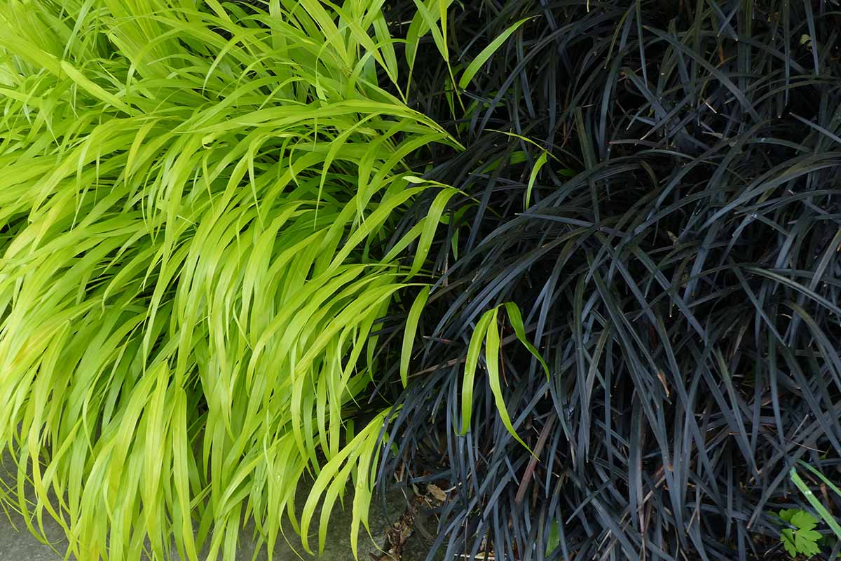 A horizontal image of green and black grasses growing in a garden border.