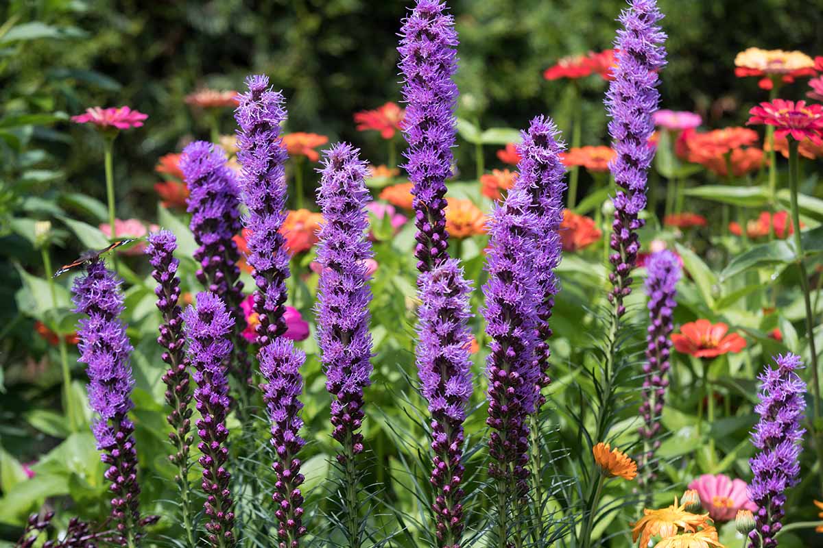 A close up horizontal image of purple Liatris spicata flowers in a summer garden.