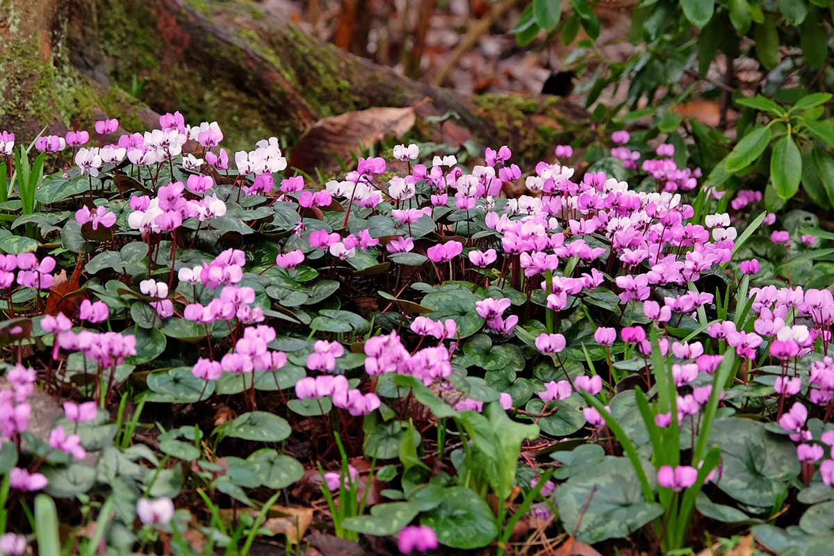 A horizontal image of a carpet of pink and white Cyclamen coum flowers.