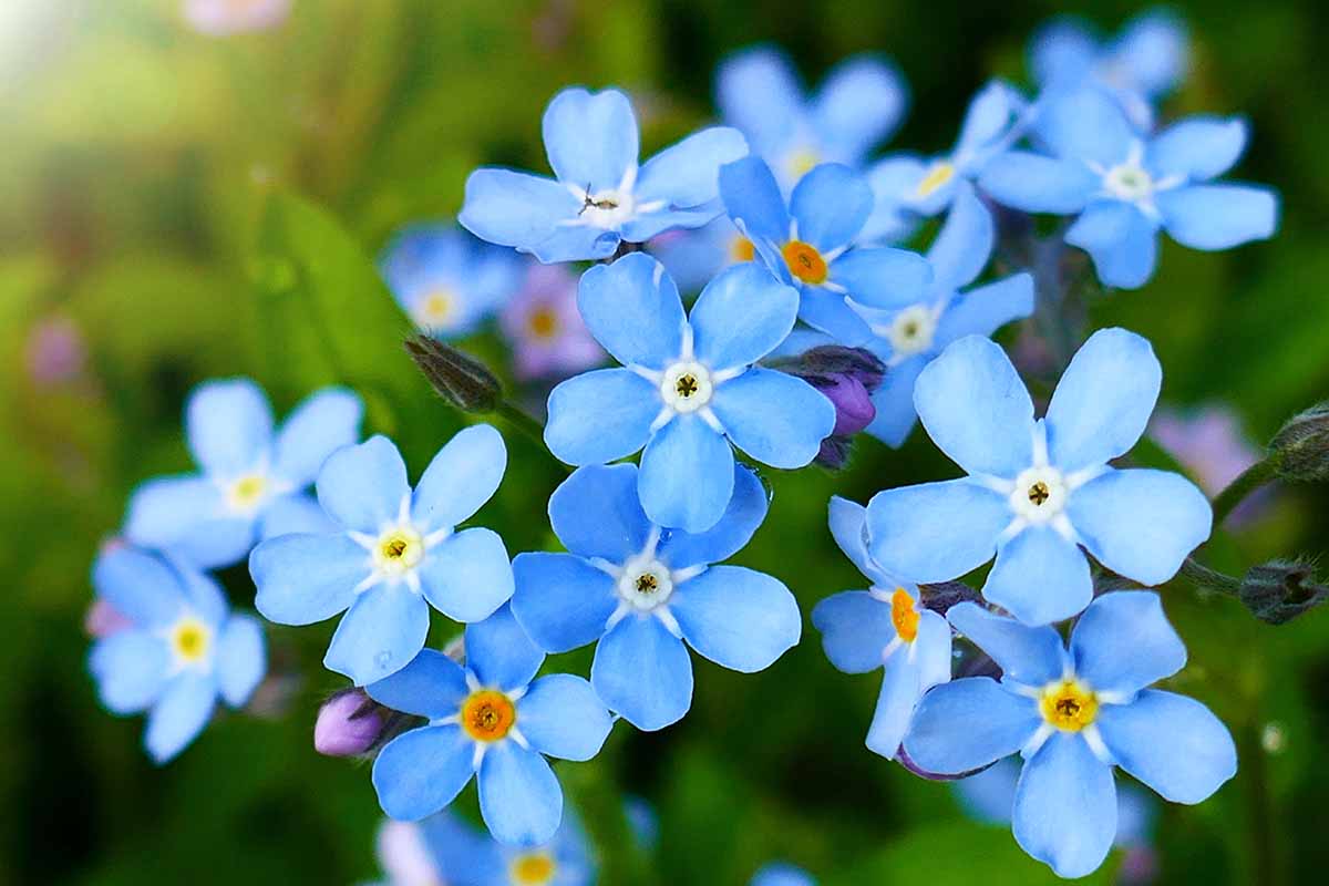 A close up horizontal image of blue forget-me-not flowers pictured on a soft focus background.