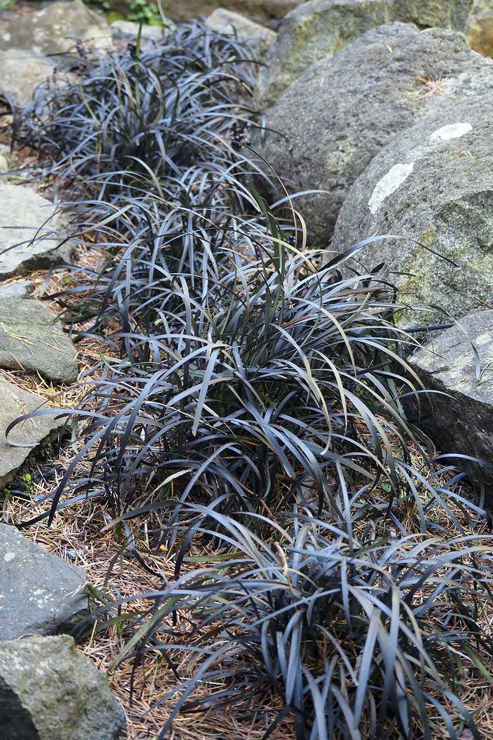A close up vertical image of a border of black mondo grass with rocks surrounding it.
